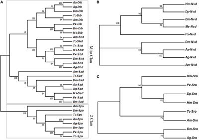 Identification of Halloween Genes and RNA Interference-Mediated Functional Characterization of a Halloween Gene shadow in Plutella xylostella